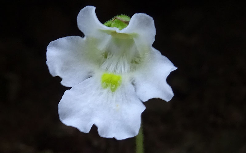 Pinguicula alpina / Pinguicola alpina